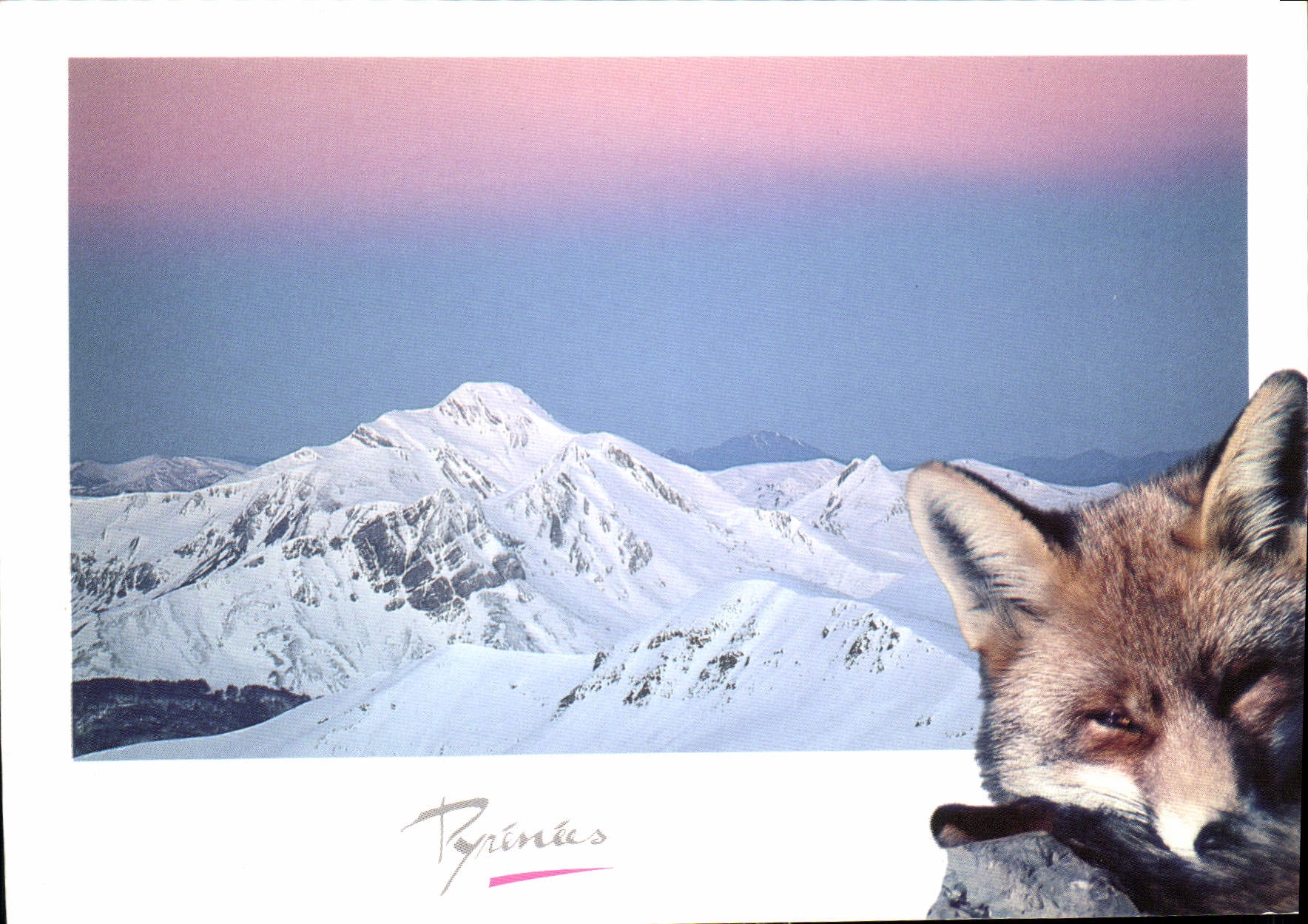 Pyrénées — paysage enneigé avec renard — éditeur Gypaète