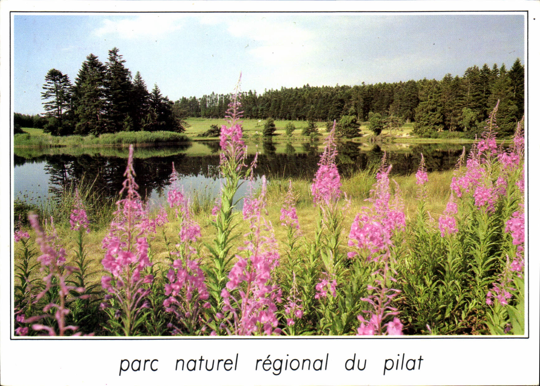 Parc naturel régional du Pilat — vue de lac et fleurs — Éditions Betula