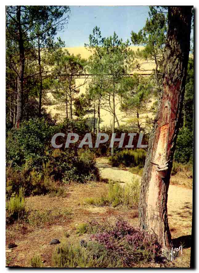 Bassin d'Arcachon — Dune du Pilat vue de la Forêt — Éditions d'Art Yvon
