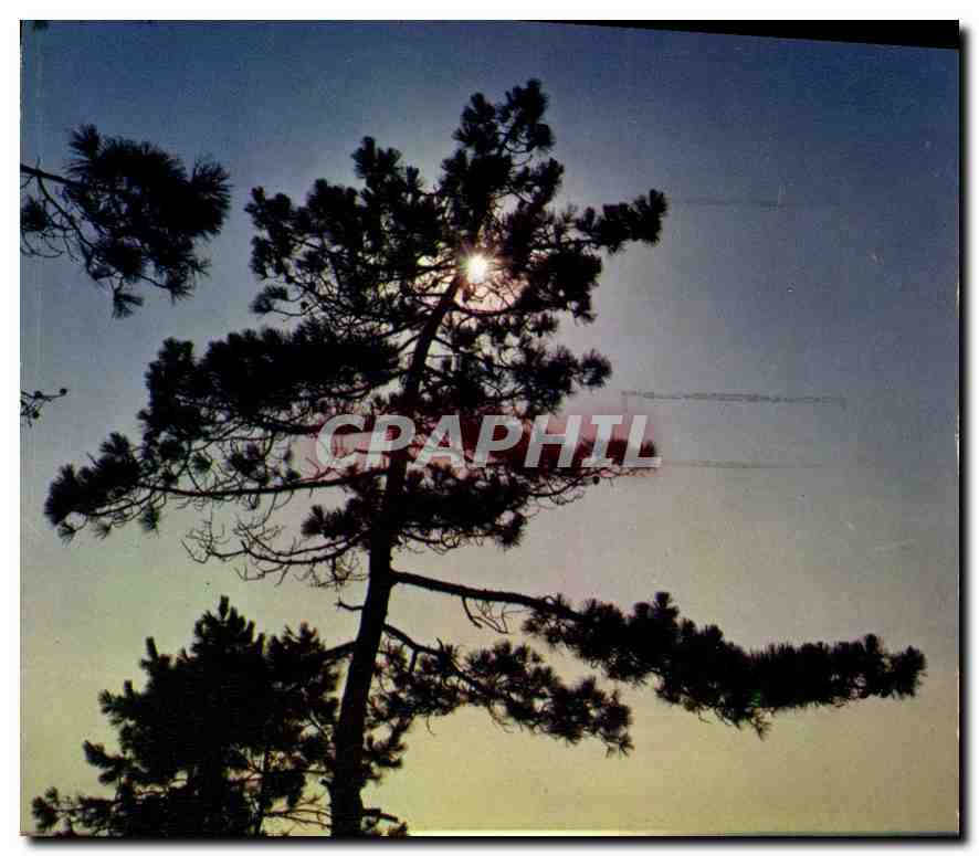 Paysage de pin — soleil derrière les branches — Éditions Modernes, Limoges, n°33/115