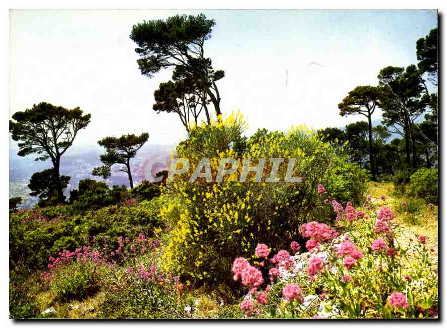 CPM La Cote d'Azur Miracle de la Nature Paysage de la Cote d'Azur 