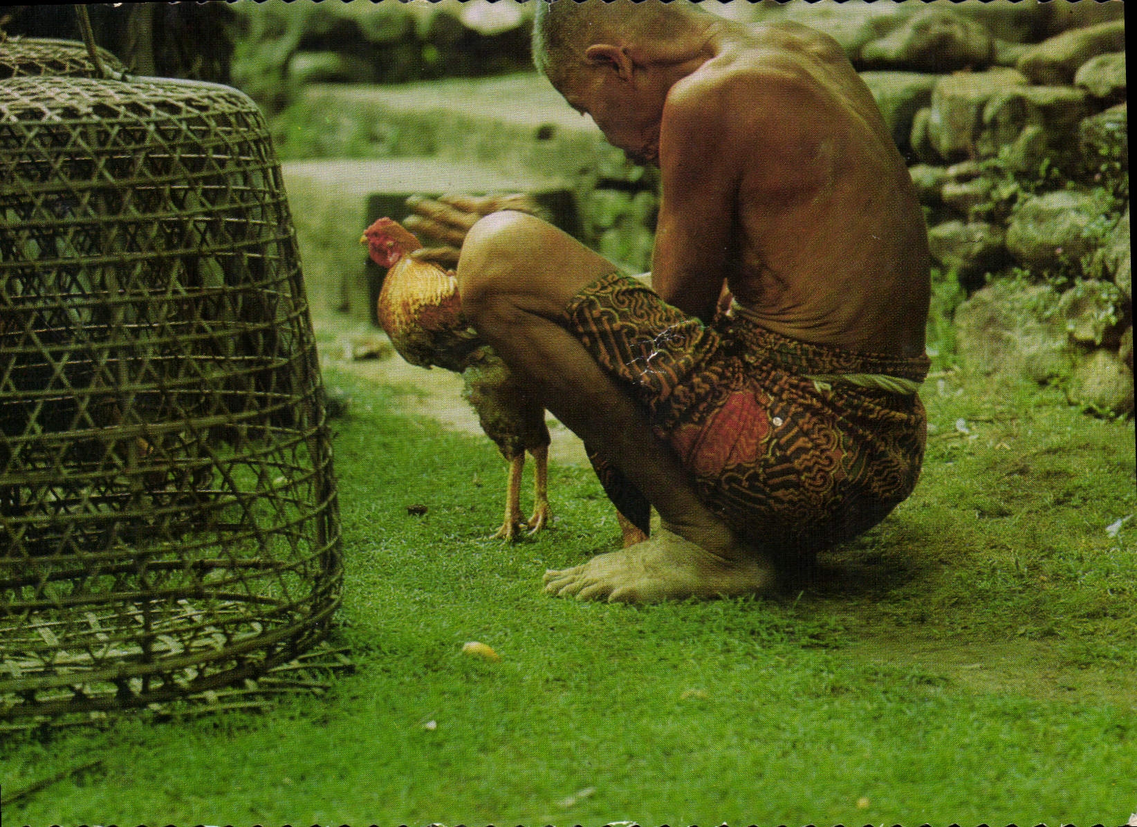CPM Bali The old man is caressing his champ cock a familiar sight on Bali Island Coq