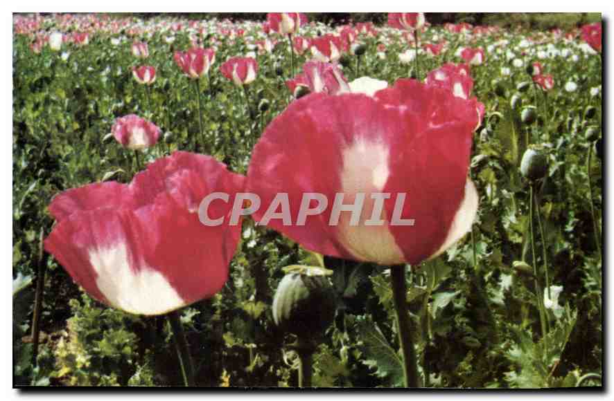 CPM The poppy flower in the Gold Triangle a notorious region Northern Thailand 