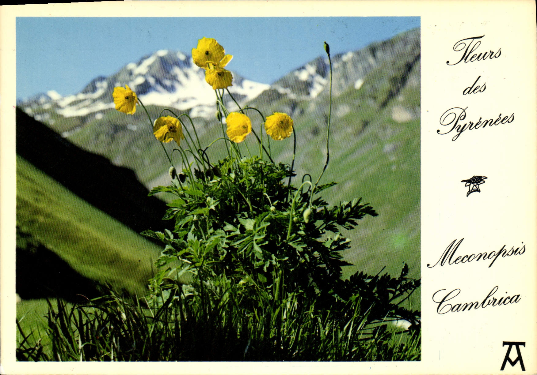 Fleurs des Pyrénées — Meconopsis Cambrica — Éditions d'Art Pyrénéen