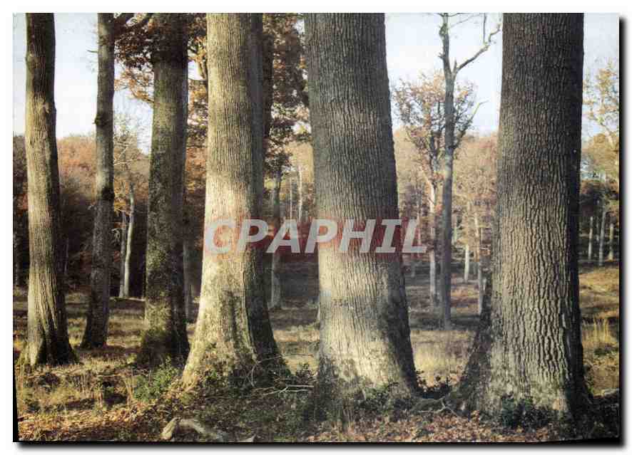 CPM Futaie Colbert Foret de Troncais 