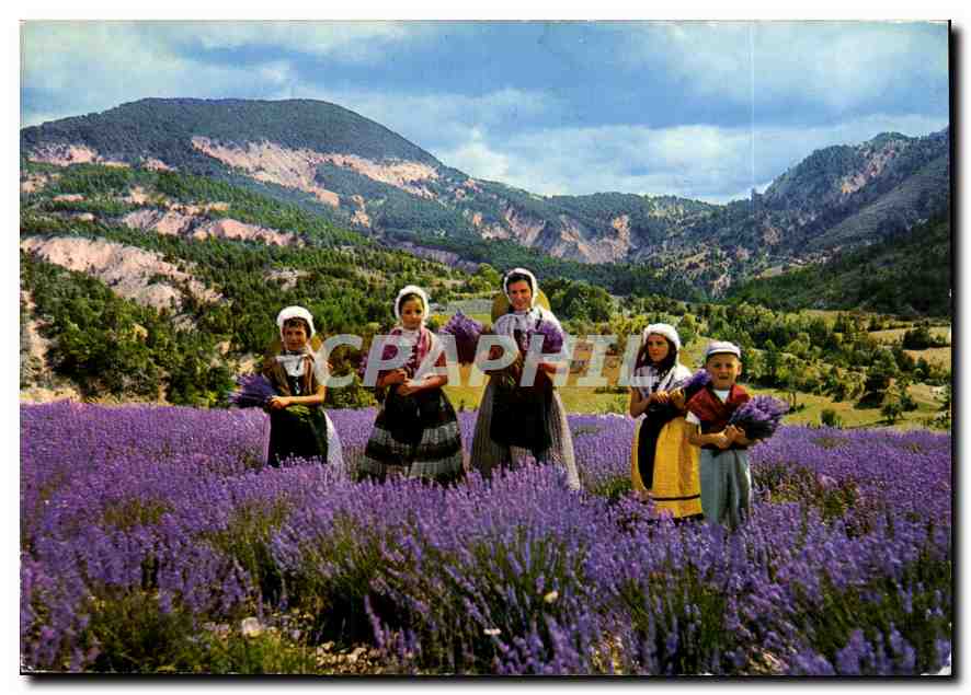 CPM Les Sites Merveilleux de la Cote d'Azur La Cueillette de la Lavande 