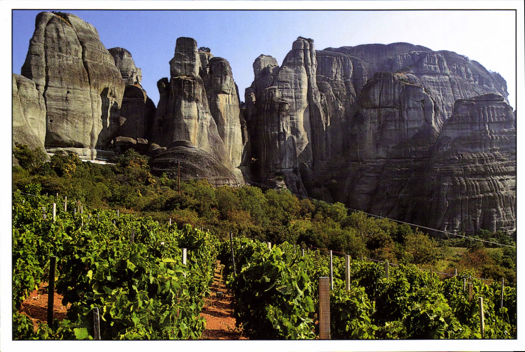 CPM Un des plus veux vignobles du monde du pied des monts Meteore en Thessalie Grece 