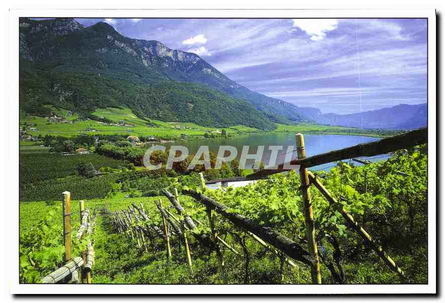 CPM Vignoble de Haut Adige entre montagnet et le lac de Caldaro Italie