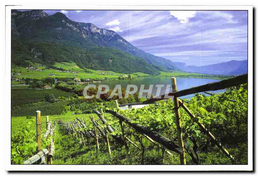 CPM Italie Vignoble de Haut Adige entre montagne et le lac de Caldaro