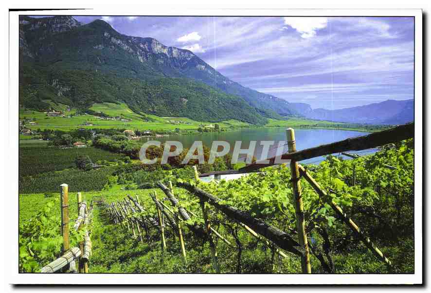 CPM Italie Vignoble de Haut Adige entre montagne et le lac de Caldaro