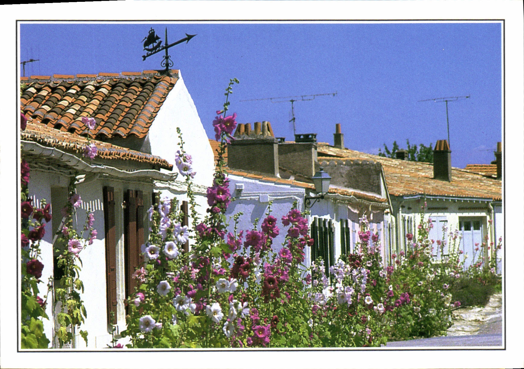 Ile d'Aix — Ruelle typique avec ses Roses Trémières — Éditeur Michel Marco, n° 120