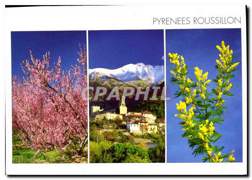 CPM Pyrenees Roussillon Le rose des pechers fleuris et l'Or des mimosas eclatent dans un ciel d'Azur
