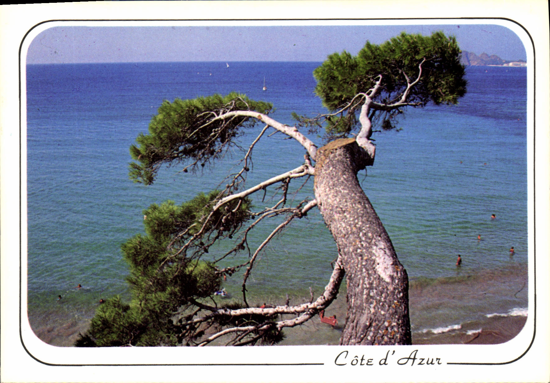 Côte d'Azur — Pin maritime — Éditeur non identifié
