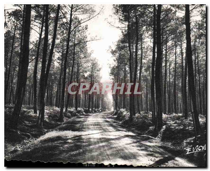 CPM En Guyenne Gascogne La Route dans la Foret Landaise 