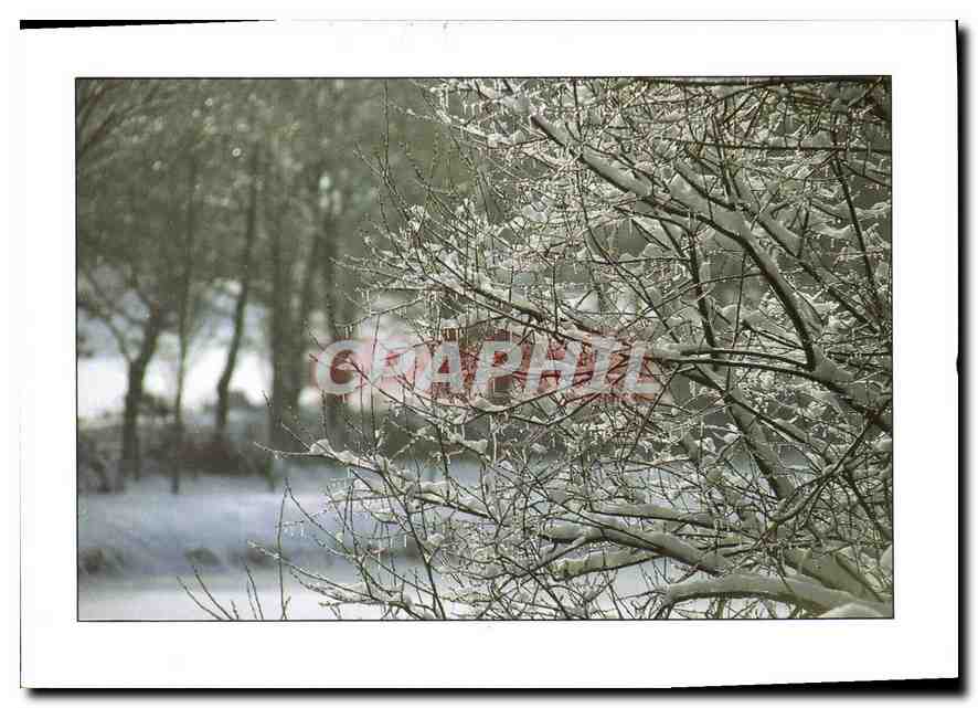 CPM Arbre