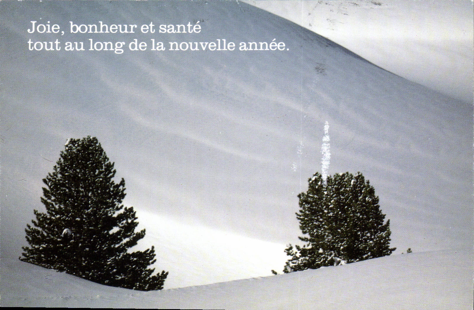 Snowy Landscape — Two Pines — Greeting Text — Publisher J.P. Nacivet / Travel Pictures