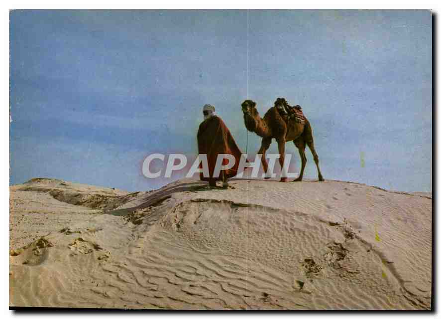 CPM Sud Tunisien Chamelier sur la dune 