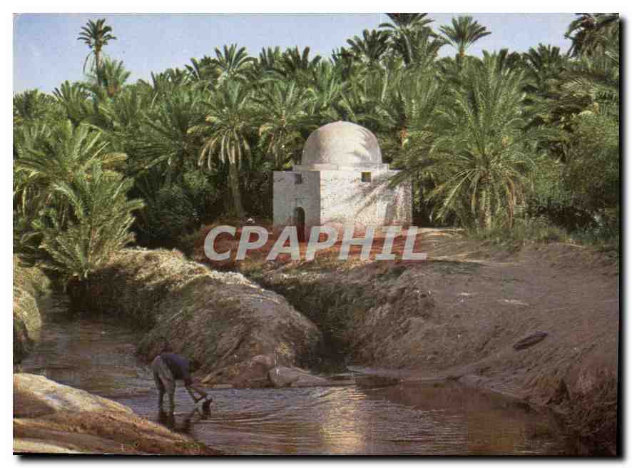CPM Tozeur Marabout dans la paimeraie Sidi Laguill 