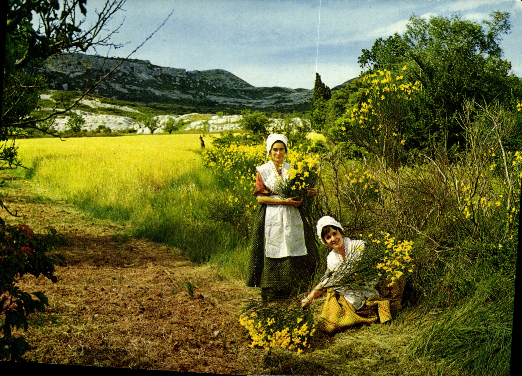 CPM Sites et Paysages de France La cueillette des genets 