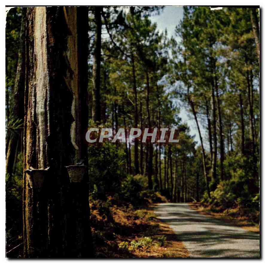 CPM Visage des Landes Route en Foret 
