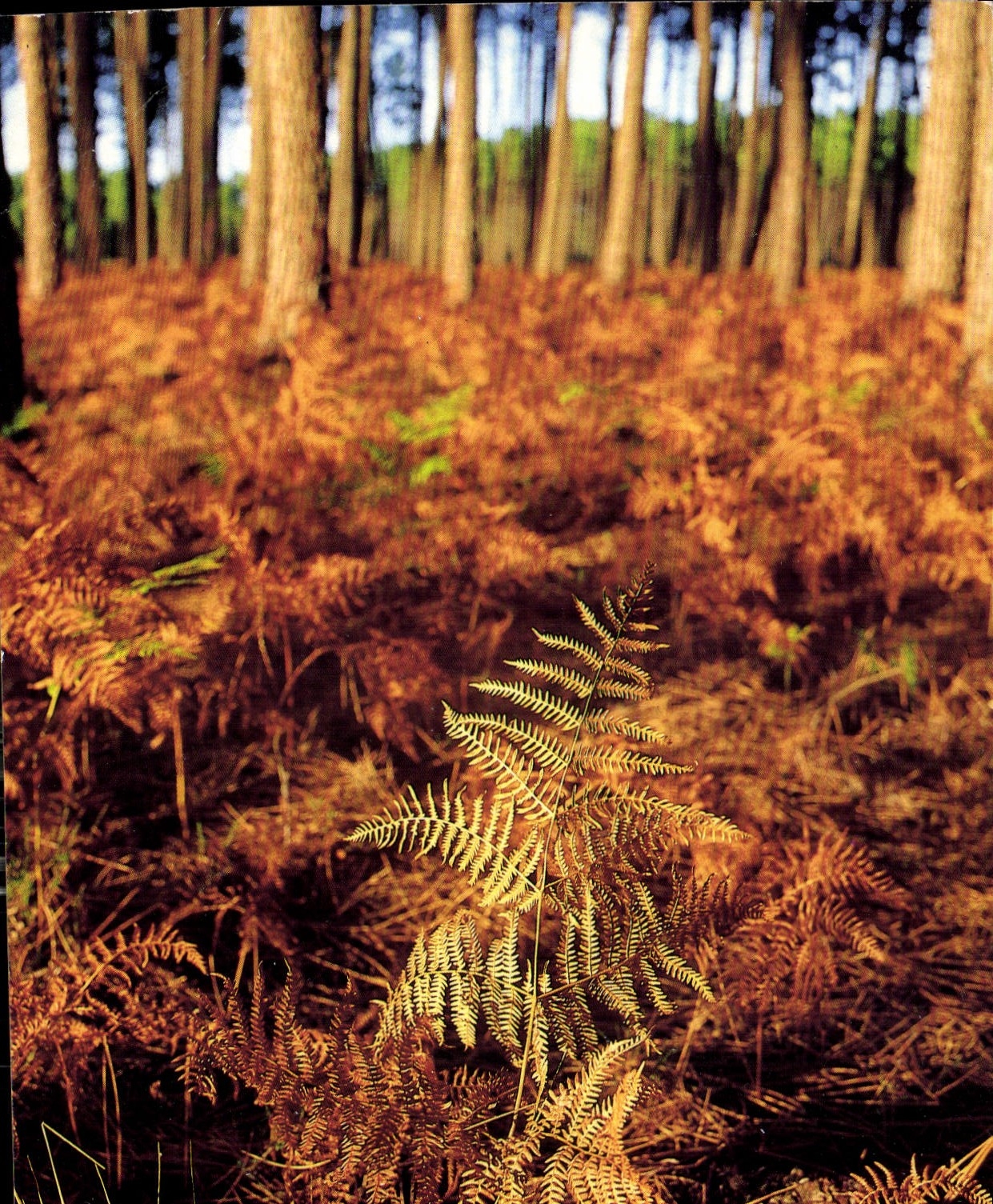 Forêt d'Aquitaine — Pouillon — Éditeur : La France - Les Landes Touristiques