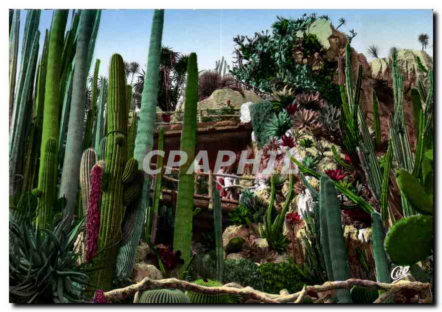 Le Jardin Exotique — Monaco — éditeur Réal-Photo, Paris