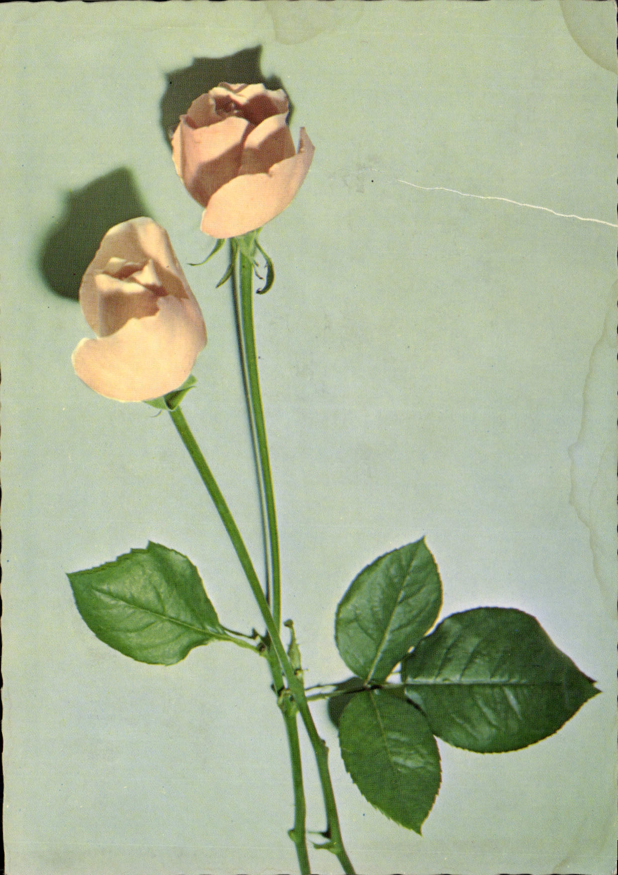 CPM Fleurs Roses