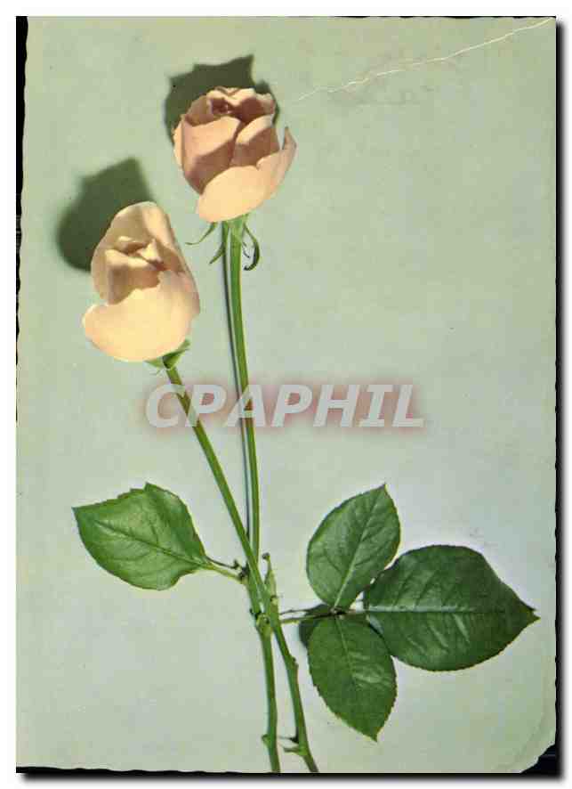 CPM Fleurs
