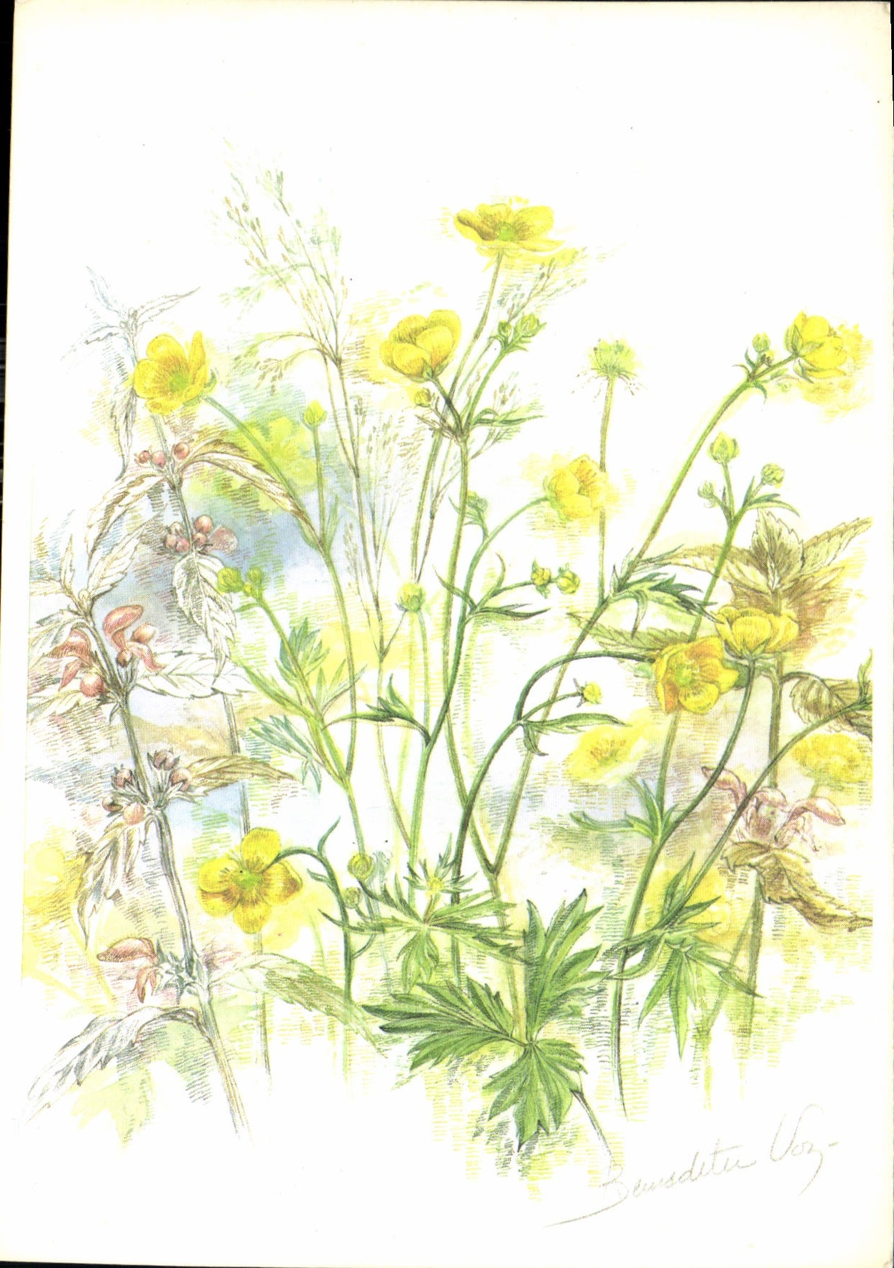 CPM Aquarelle de Voz Renoncules acres et Lamiers roses 
