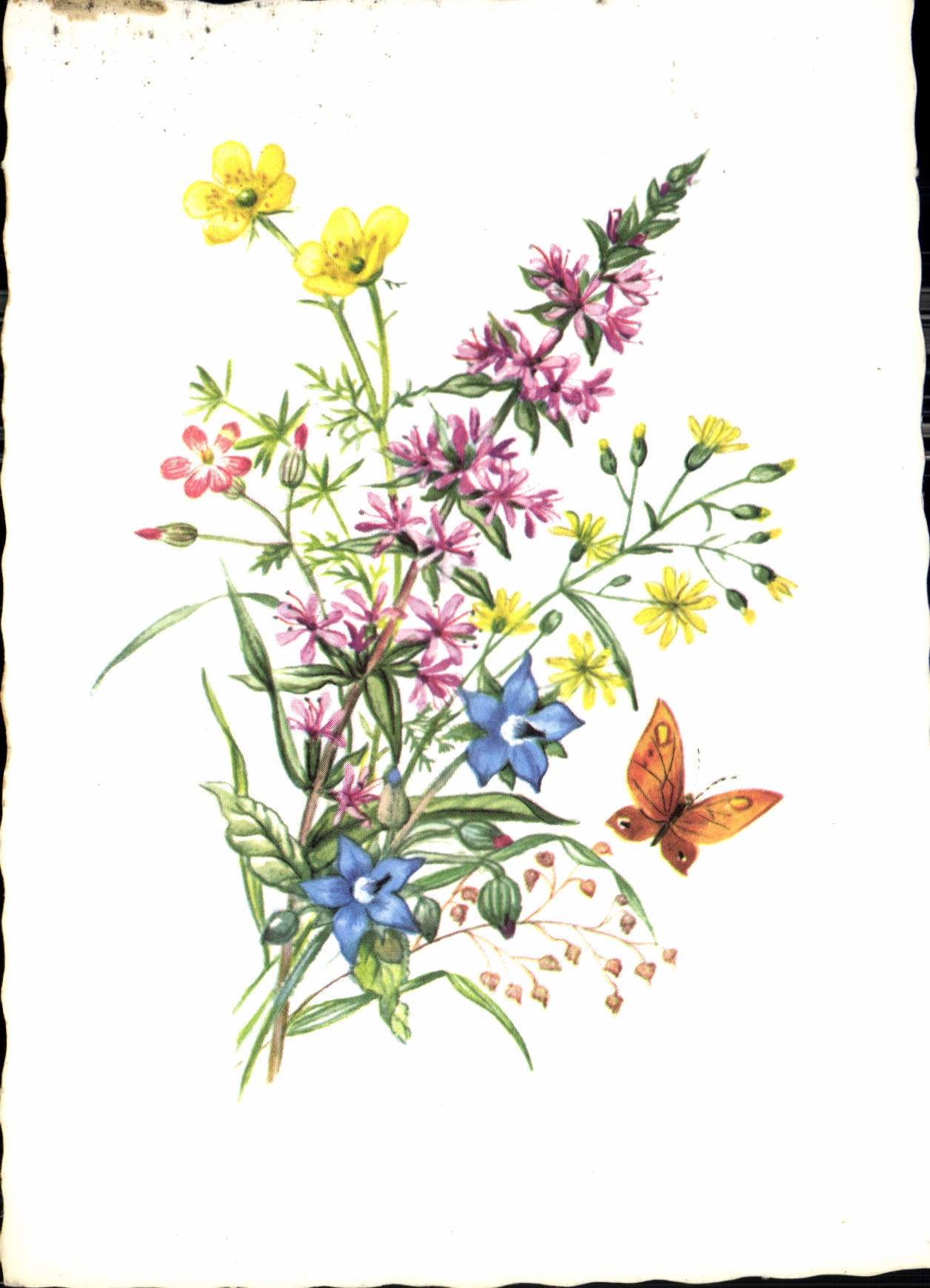 CPM Fleurs papillon