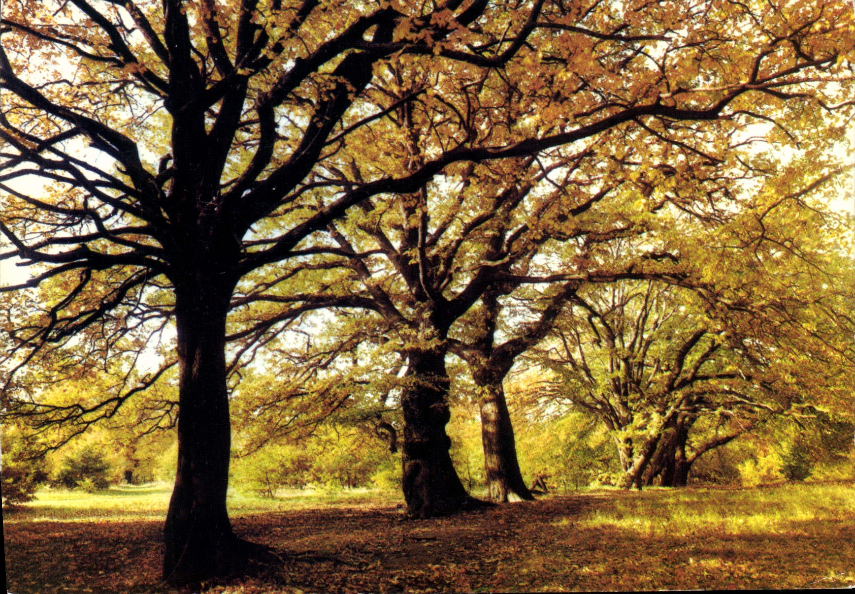 CPM Arbres