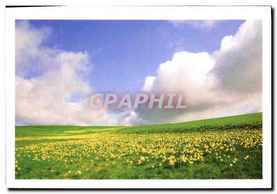 CPM Sauvons nos paysages Jonquilles sur les plateaux de Haute Loire 