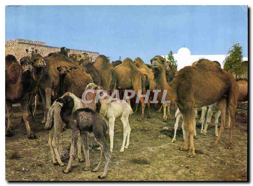 CPM Sud Tunisien Troupeau de chameaux 