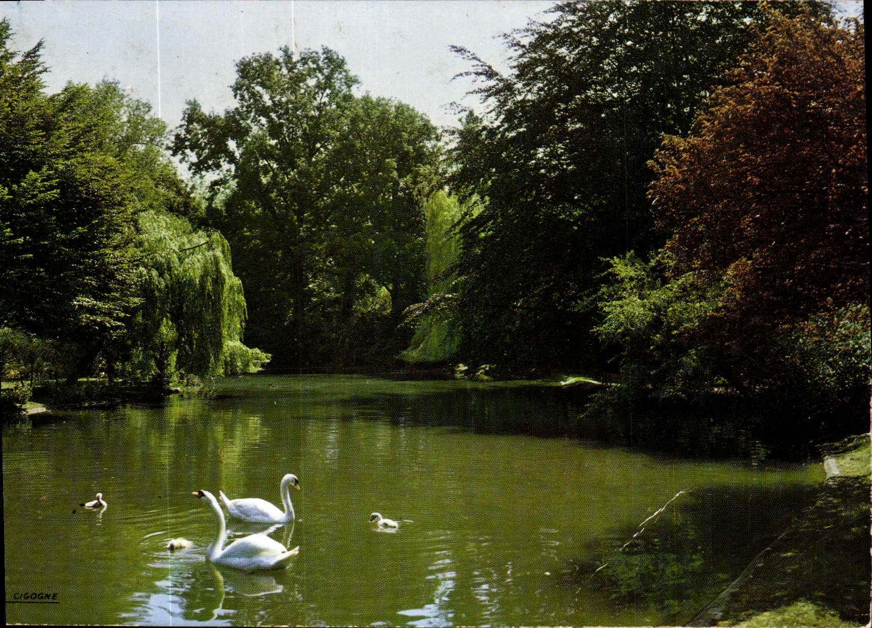 CPM Cambrai Nord Le jardin public Le lac aux cygnes 