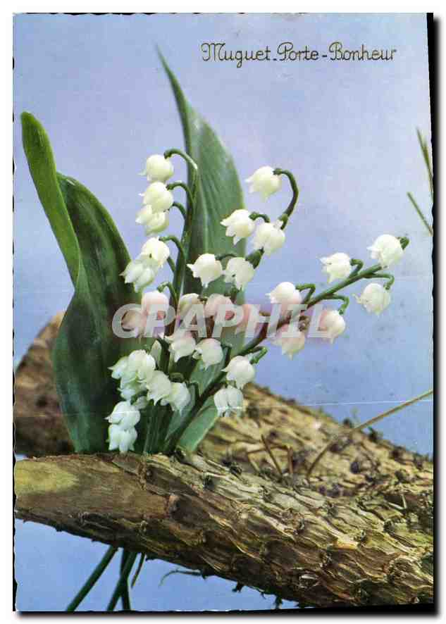 CPM Muguet Porte Bonheur 