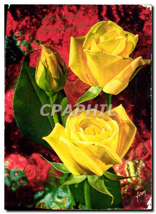 CPM Jolies Roses de France Grisbi Meilland Universal Rose Selection 