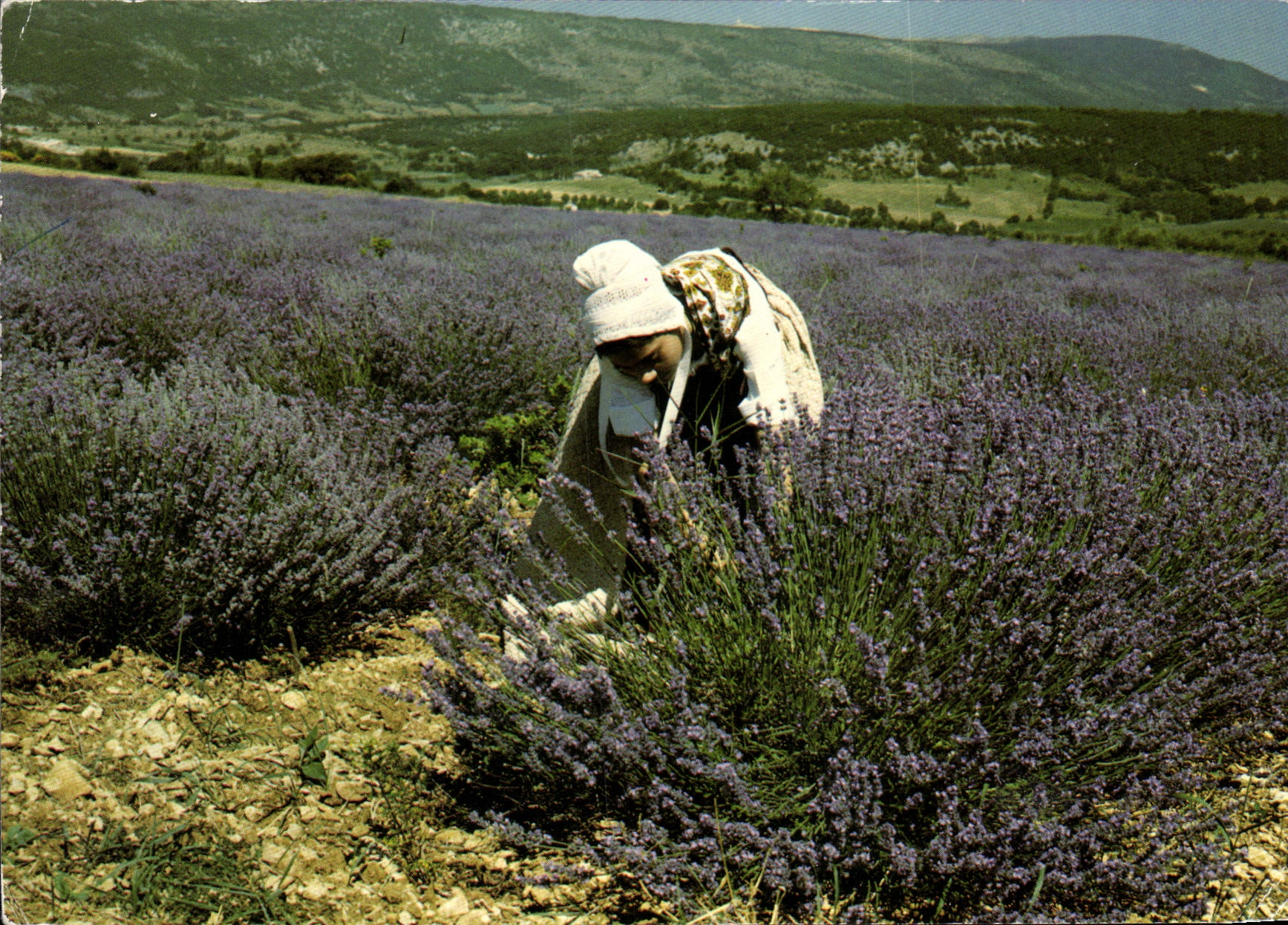 Femme cueillant la lavande — Provence — Éditions de Provence, n° 4691