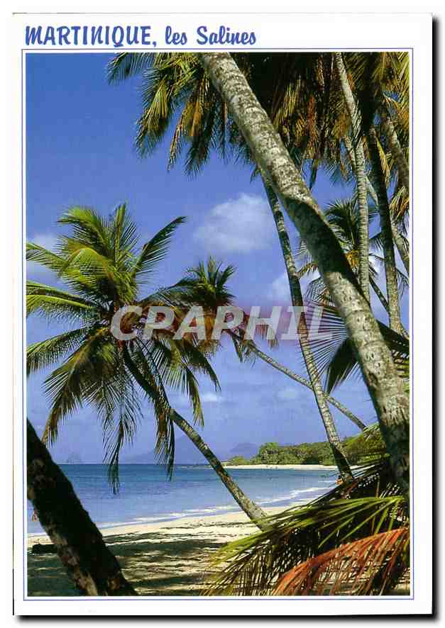 CPM Martinique les Salines Sainte Anne plage des Salines 