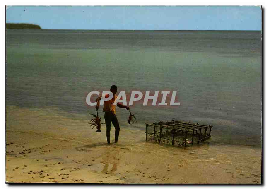 CPM Martinique Sainte Anne Des langoustes pour le restaurant 