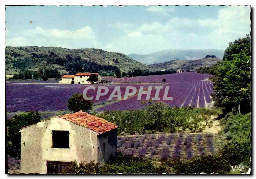CPM Reflets de la Cote d'Azur Au pays de la Lavande Lavandes en fleurs 