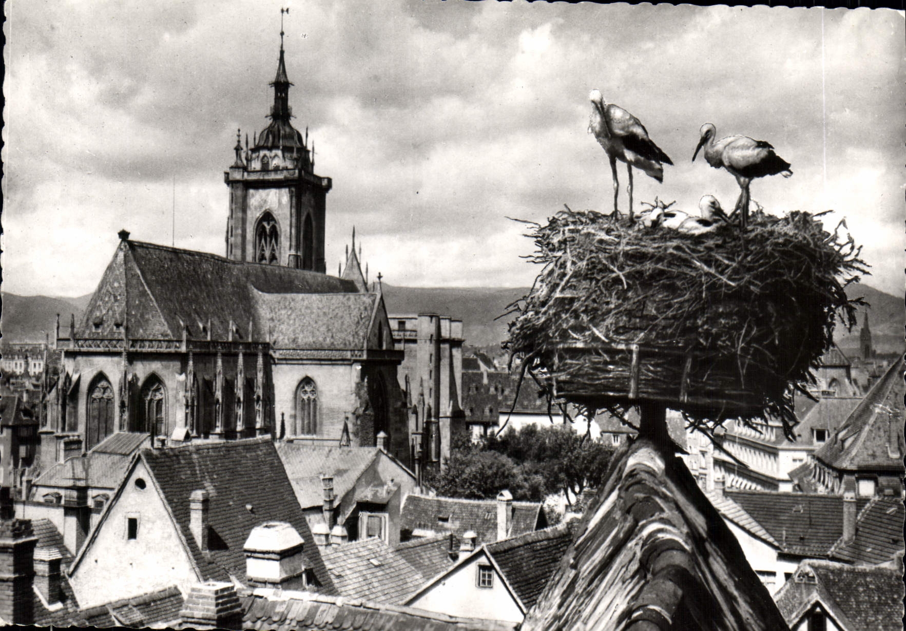 CPM Cigognes d'Alsace Colmar Nid de Cigognes avec vue sur la Cathedrale 