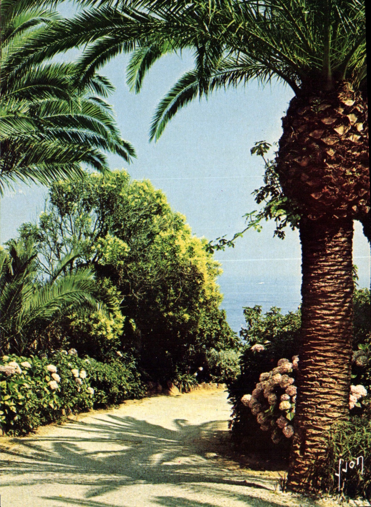 CPM Couleurs et Lumiere de France La Cote d'Azur Jardin Fleuri 
