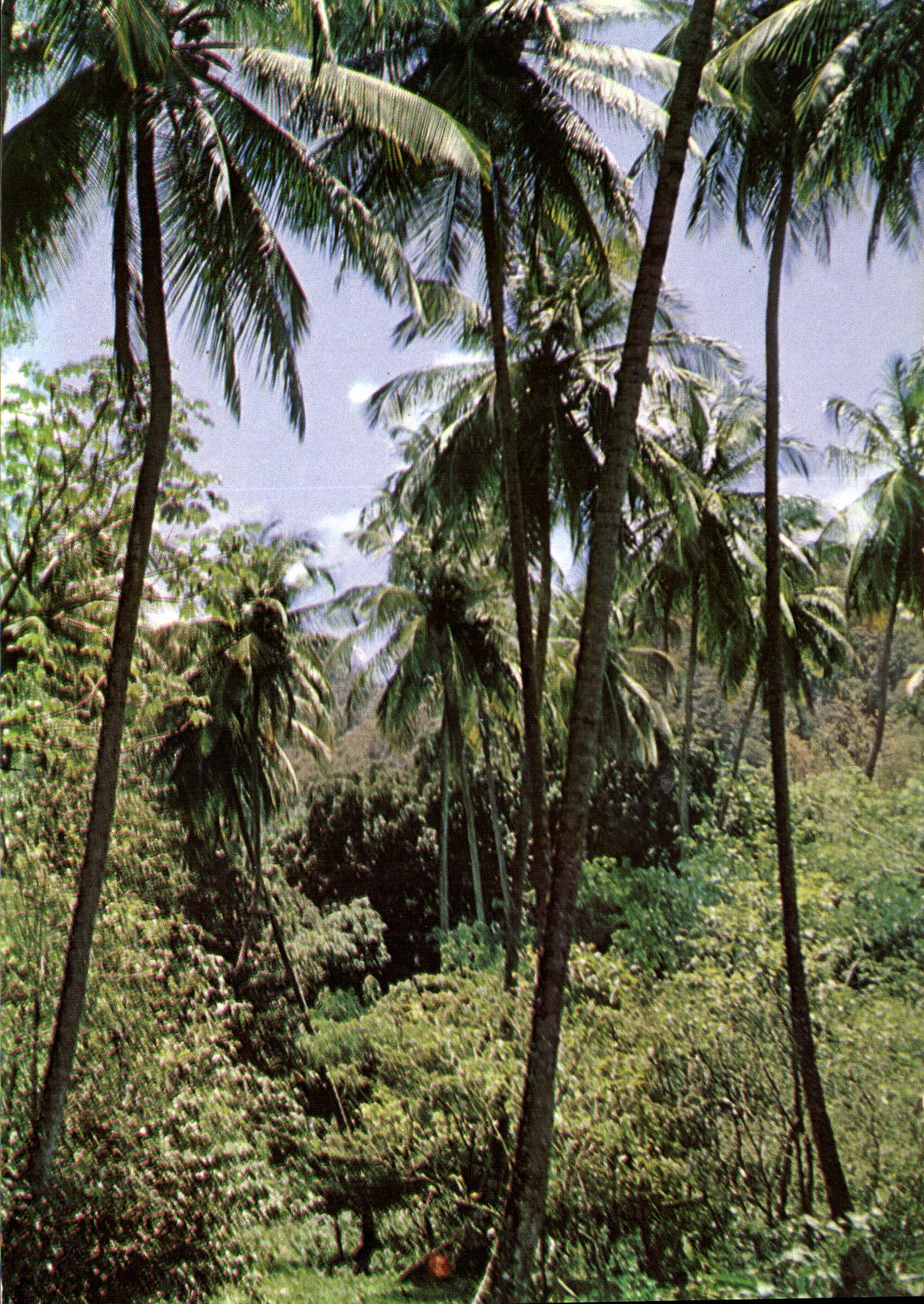 CPM Martinique Precheur Sous bois a l'Anse Couleuvre 