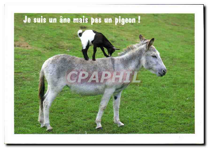 CPM Je suis un ane mais pas un pigeon Mule Chevre