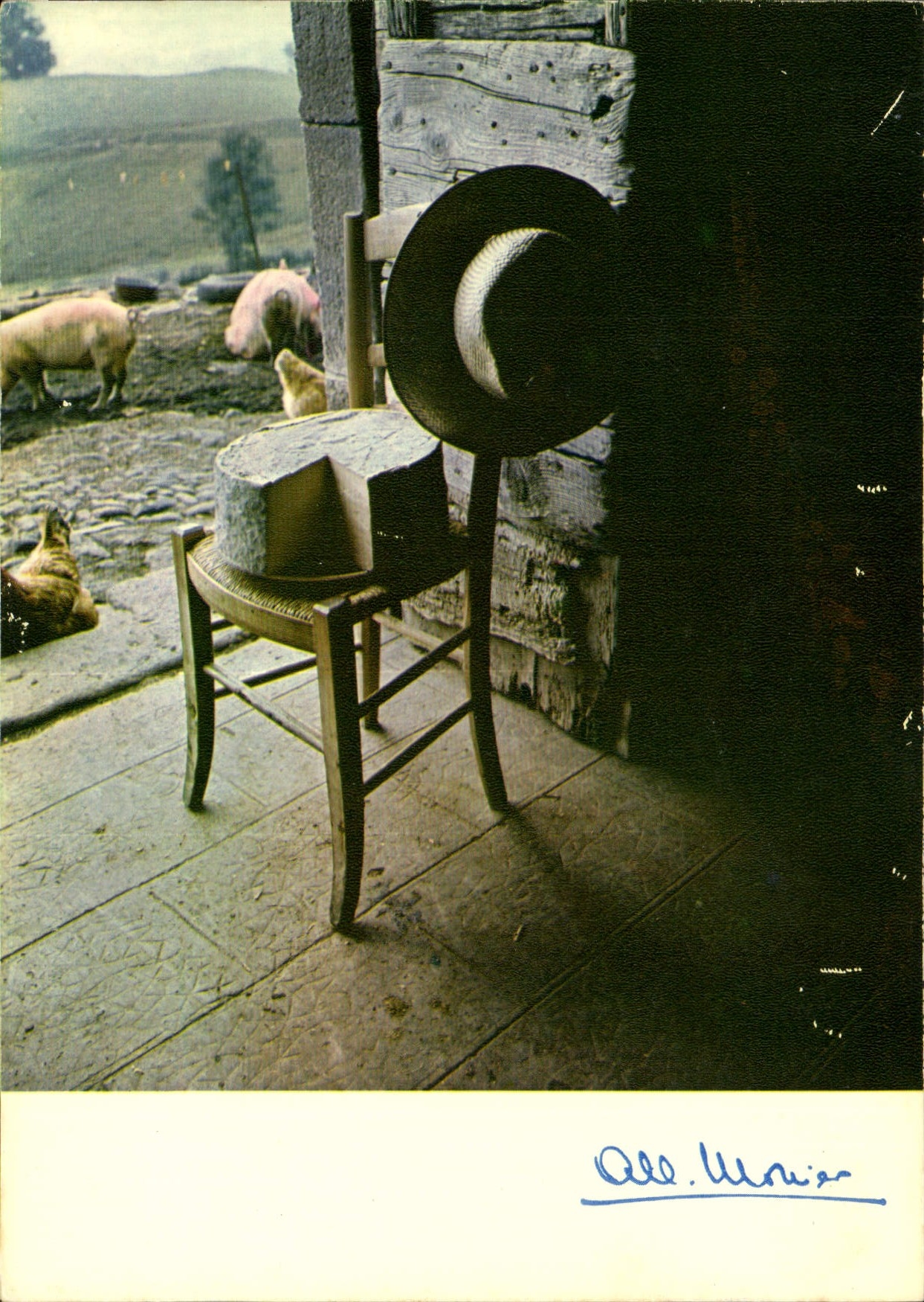 CPM Prestige de la Terre Sauveur familiere Cochons Porcs