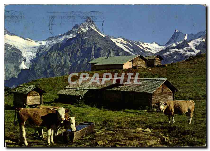 CPM Schreckhorn Finsteraarhorn Bussalp Vaches