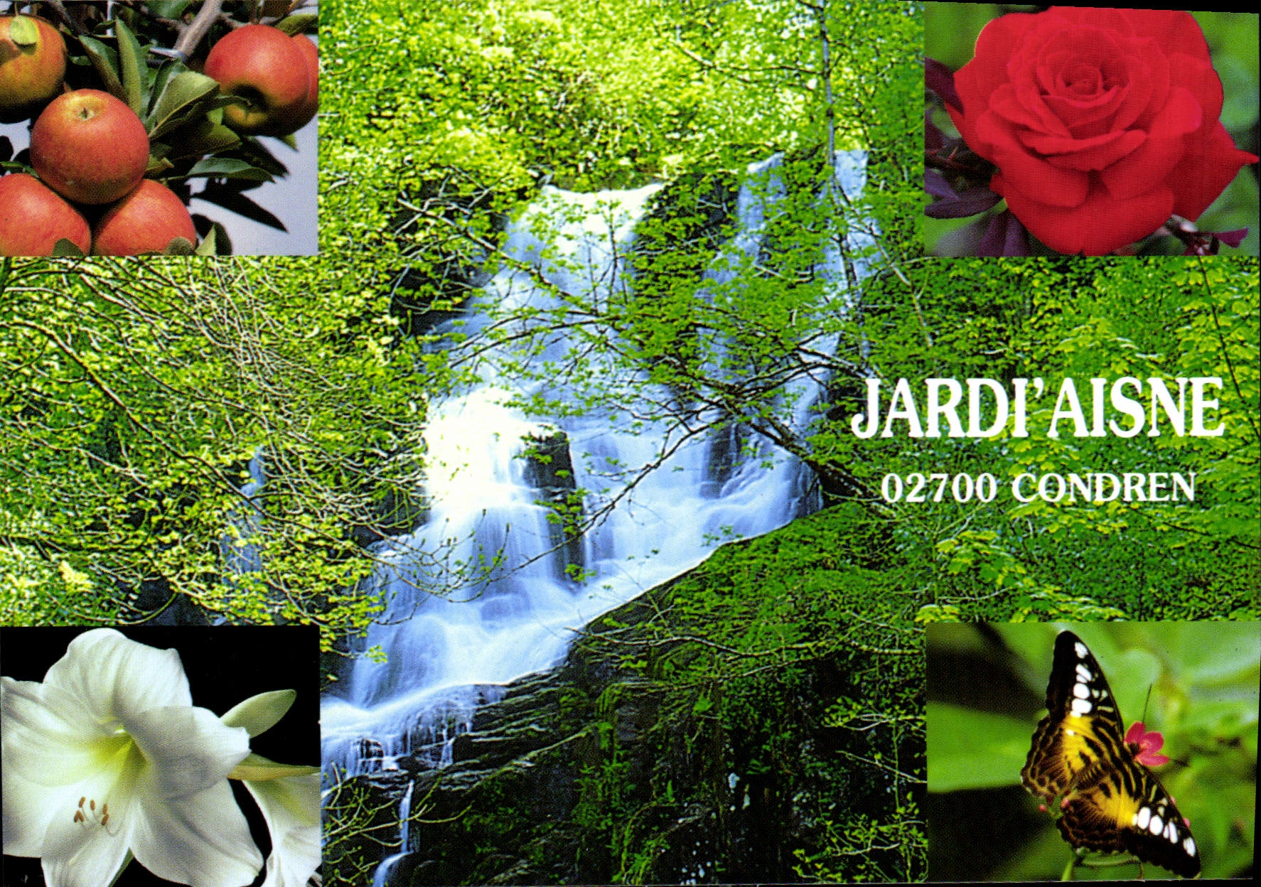 CPM Jardi'Aisne Pepinieres Jardinerie Papillon