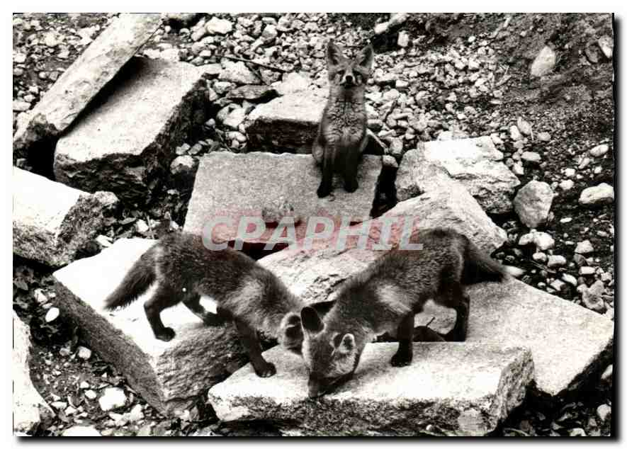 CPM Innsbruck Alpenzoo Zoo Renards