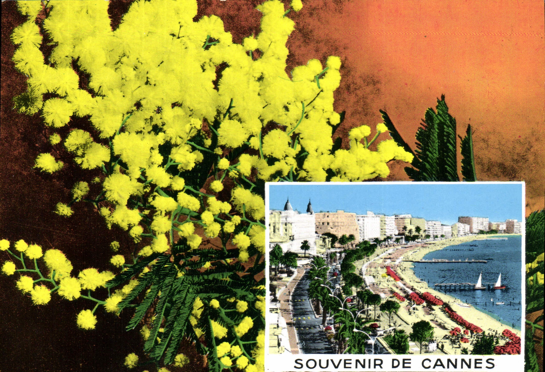Mimosa — Souvenir de Cannes — Éditions S.E.P. Nice