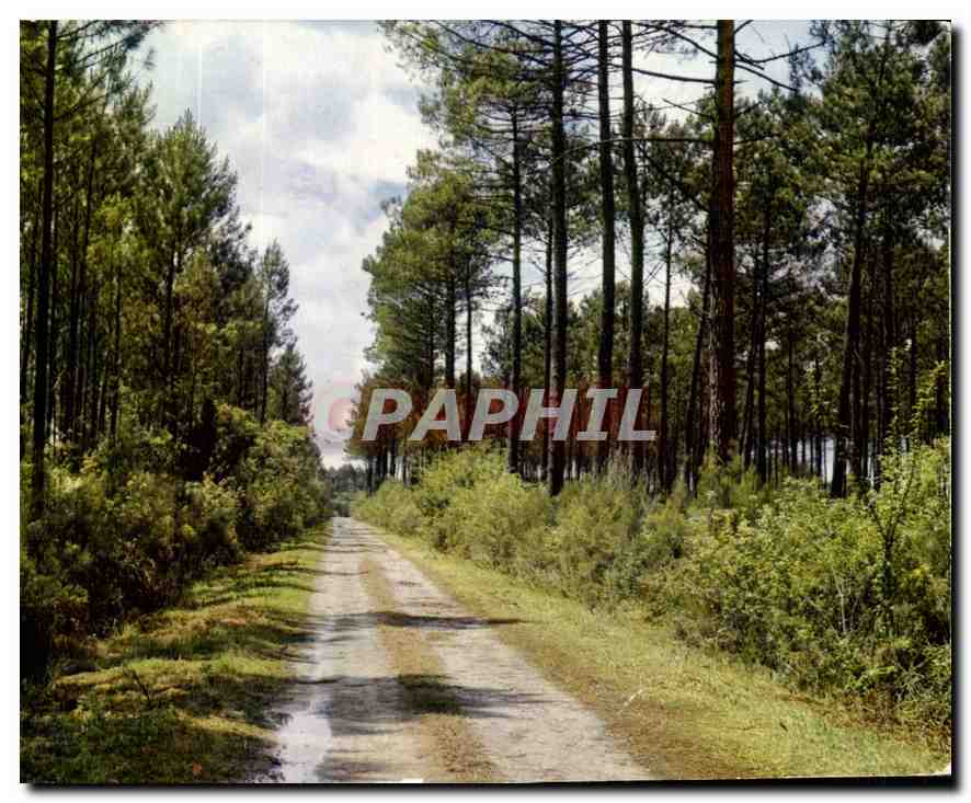 CPM Au Pays Landais un frais Soleil penetre en l'epaisseur des bois Toute chose etincelle et la jeun